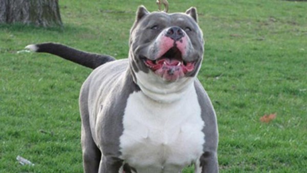 Pitbull Neden Saldırır? Pitbull Saldırısı Nasıl Önlenir?